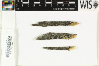 Strangospora pinicola image