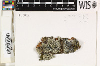 Tapellaria epiphylla image