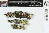 Tephromela alectoronica image
