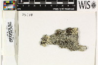Tephromela rhizophorae image