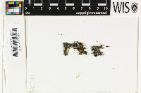 Tetramelas geophila image