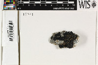 Toninia cinereovirens image