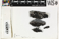 Toniniopsis verrucarioides image
