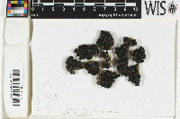Image of Toninia pelophila