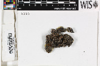 Thalloidima rosulatum image