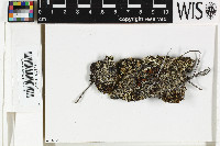 Trapeliopsis granulosa image