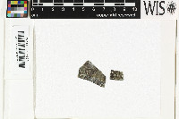 Trichothelium annulatum image