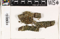 Trichothelium horridulum image