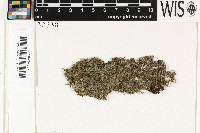 Trichothelium horridulum image