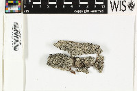 Tylophoron crassiusculum image