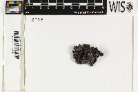Umbilicaria cinereorufescens image
