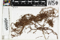 Usnea angulata image