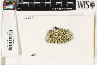 Xanthoparmelia bellatula image