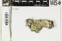 Pyxine coralligera image