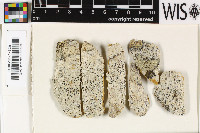 Pseudopyrenula diluta image