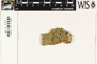 Stegobolus auberianus image