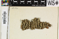 Stegobolus auberianus image