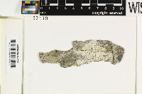 Phaeotrema pachysporum image