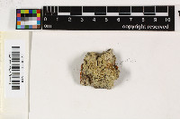 Ocellularia auberianoides image