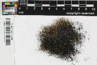 Oropogon bicolor image