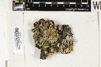 Parmotrema coralliforme image