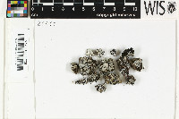 Trapeliopsis wallrothii image