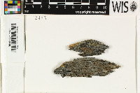 Pycnora sorophora image