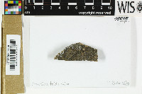 Image of Rinodina teichophila