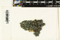 Leptogium javanicum image