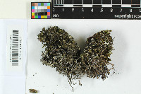 Image of Lichenomphalia lobata