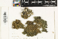 Leptogium caespitosum image