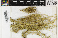 Ramalina calicaris image