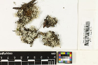 Lepraria arbuscula image