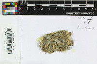 Image of Orcularia insperata