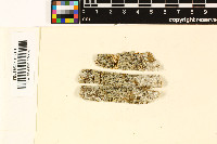 Anisomeridium leptospermum image