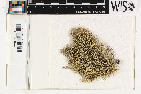 Usnea wasmuthii image