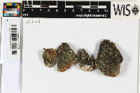 Ramboldia petraeoides image