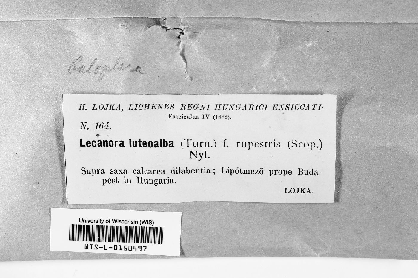 Cerothallia luteoalba image