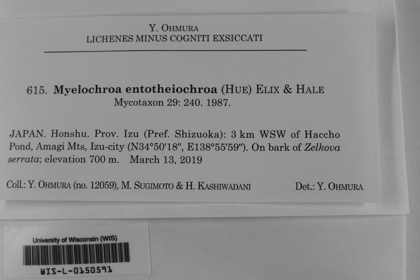 Myelochroa entotheiochroa image
