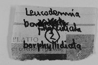 Leucodermia borphyllidiata image