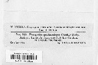 Pleurosticta acetabulum image