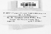Image of Gyrophora cirrhosa