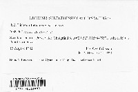 Image of Lichenothelia convexa