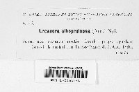 Pyrenodesmia albopruinosa image
