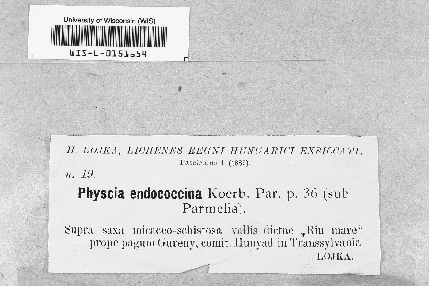 Phaeophyscia endococcina image