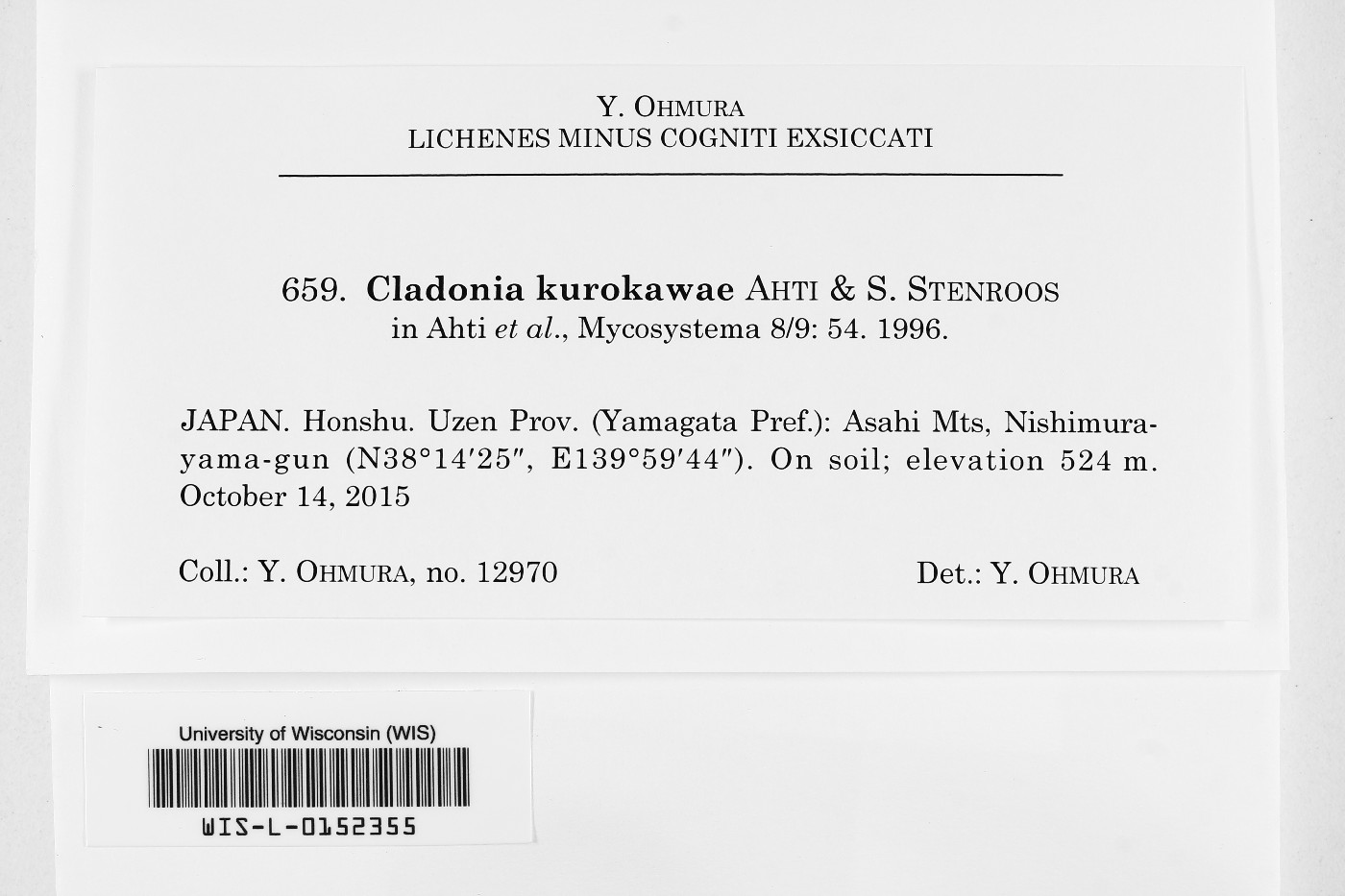 Cladonia kurokawae image