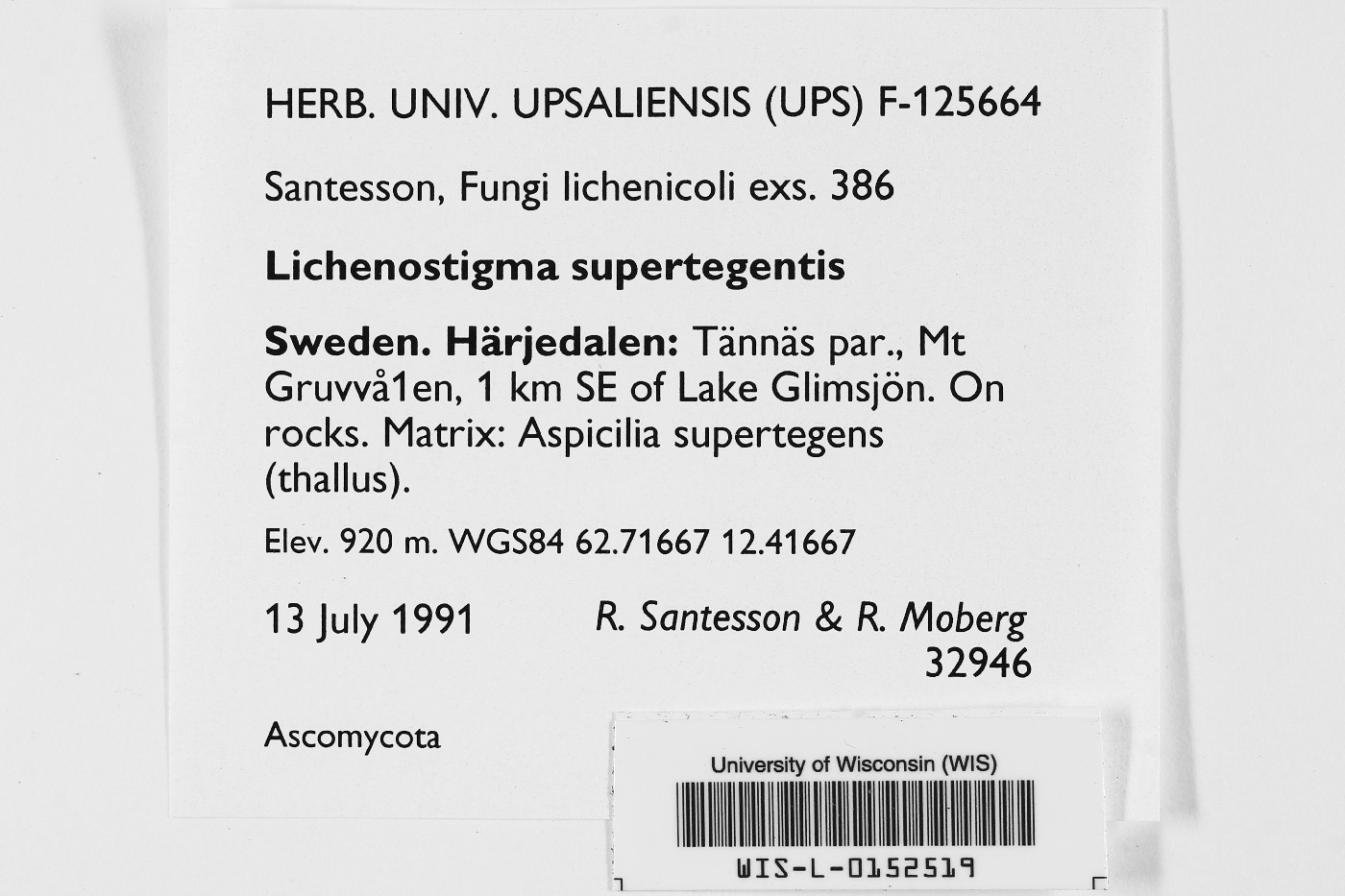 Lichenostigma supertegentis image
