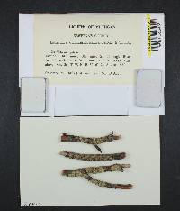Lecanora circumborealis image