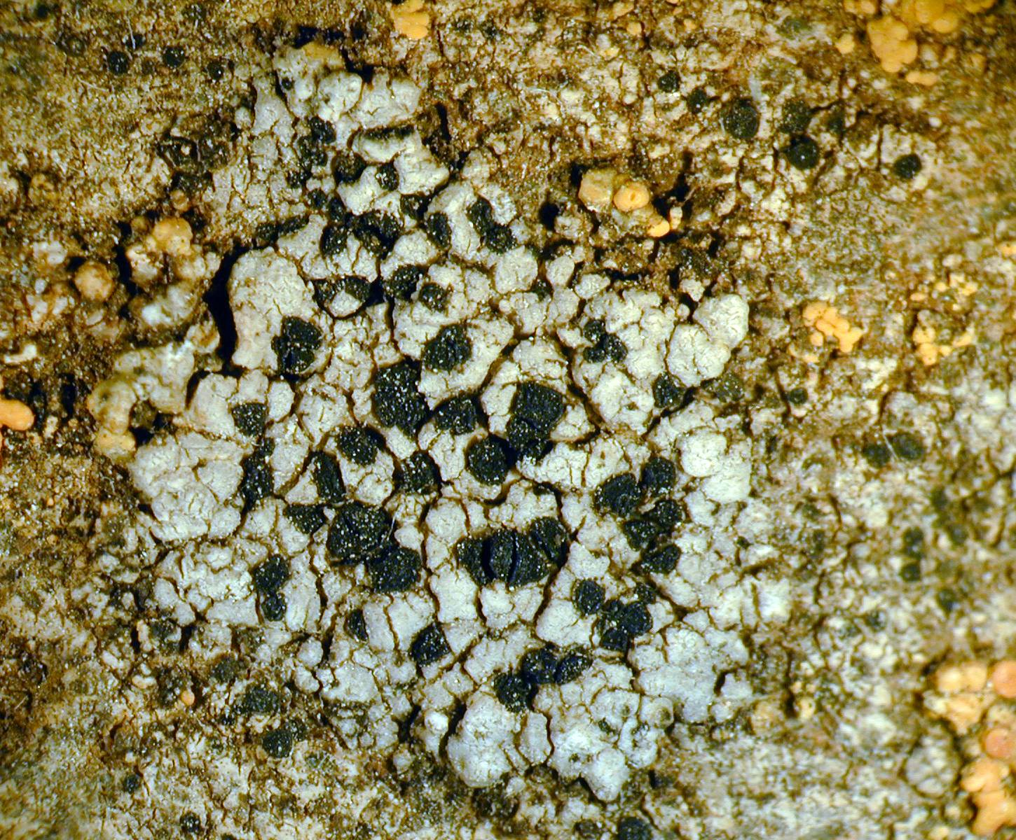 Lambiella subpsephota image