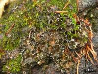 Peltigera castanea image